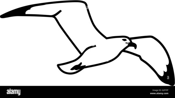 Контур Чайки