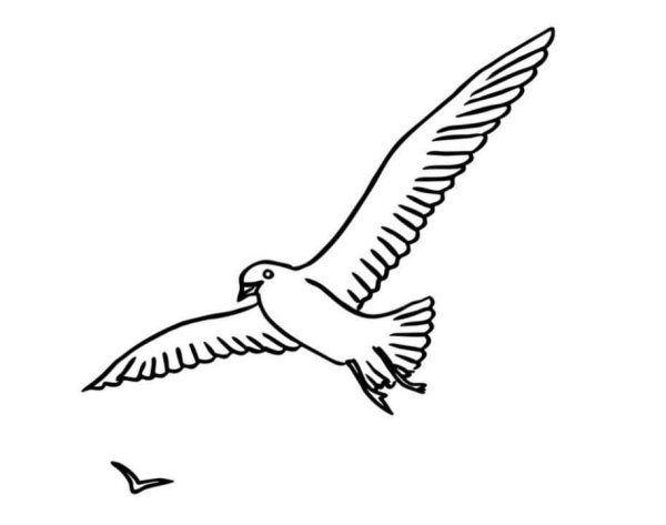 Контур Чайки