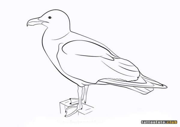 Чайка нарисовать карандашом