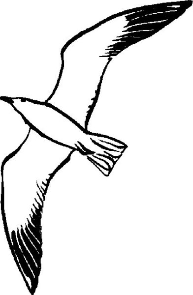 Контур Чайки