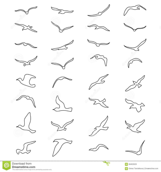 Контур Чайки