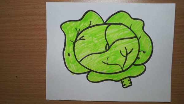 Поэтапное рисование капусты