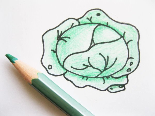 Капуста для рисования