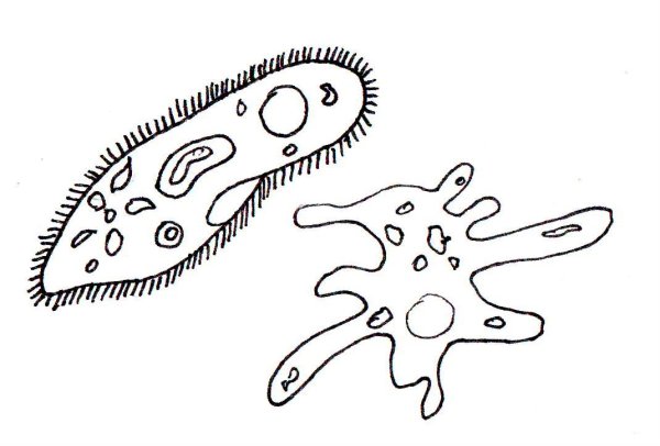 Амеба и инфузория туфелька