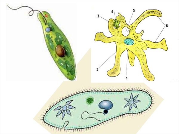 Амёба обыкновенная