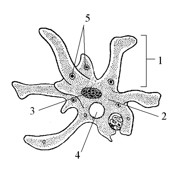 Строение амебы обыкновенной