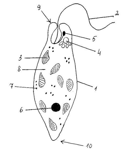 Строение эвглены зеленой без подписей