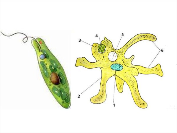Биология амеба строение