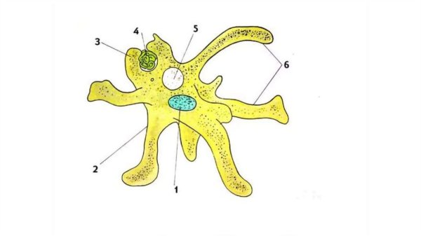 Амёба обыкновенная
