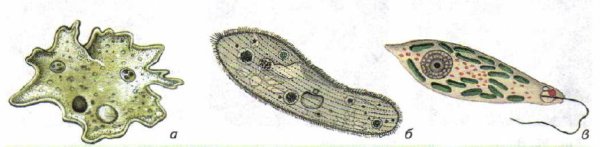 Одноклеточное ~(амеба