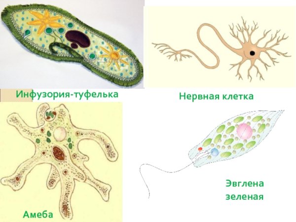 Амеба инфузория туфелька эвглена зеленая