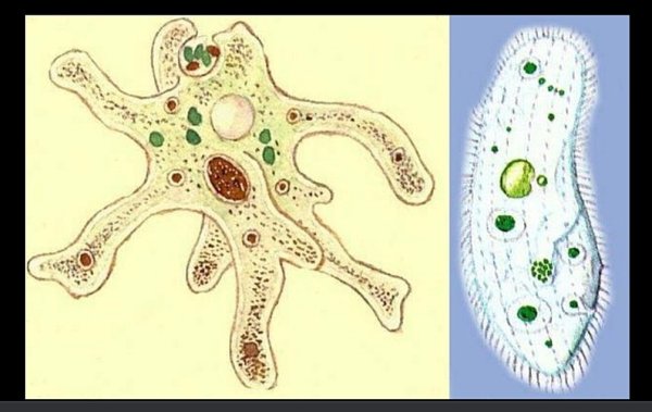 Амеба и инфузория туфелька