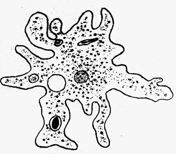 Амёба обыкновенная
