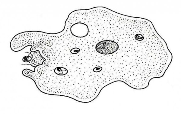 Цитоплазма у амебы