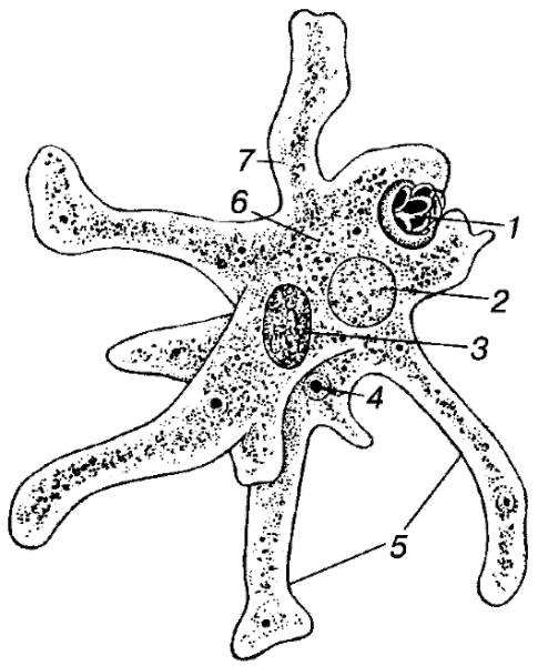 Амёба обыкновенная