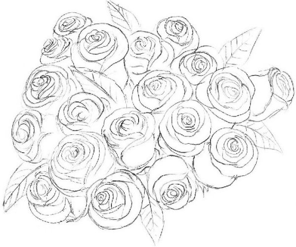 Букет роз карандашом