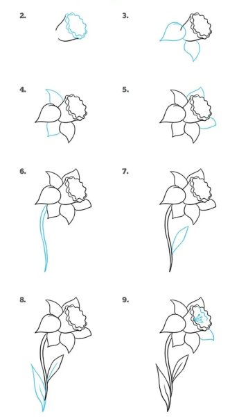 Рисование цветов поэтапно для начинающих