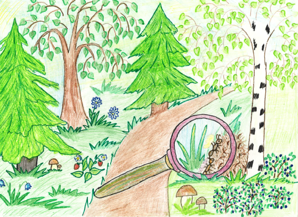 Раскраска леса для детей