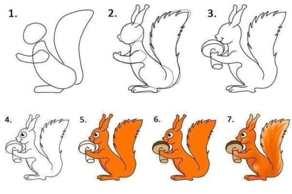 Белка рисунок карандашом для срисовки