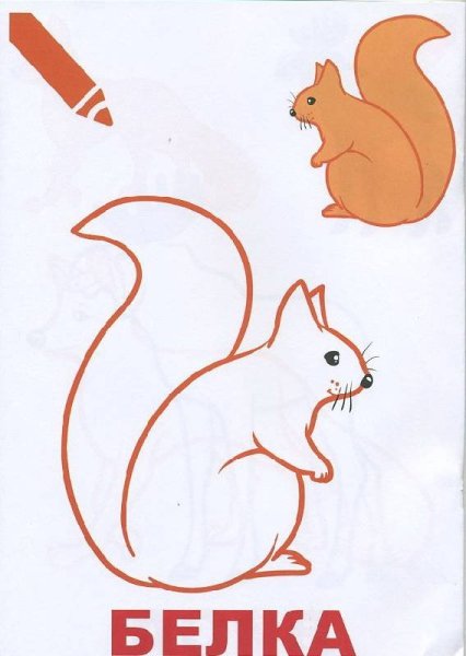 Белка карандашом