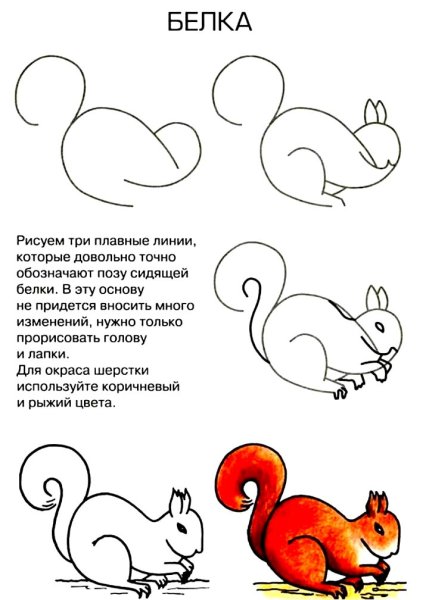 Белка поэтапное рисование