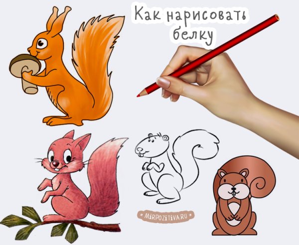 Белка сбоку рисунок