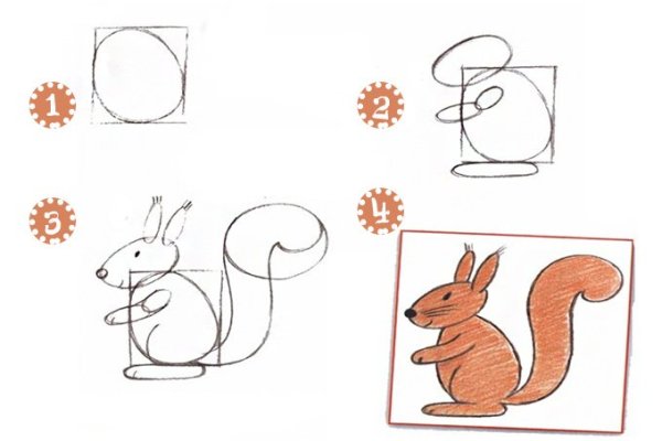 Белка рисунок для срисовки