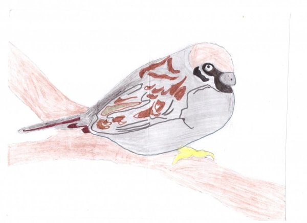 Воробей пошаговое рисование