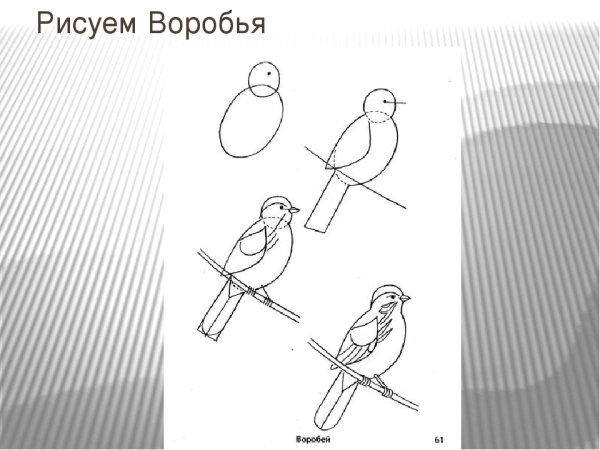 Воробей рисунок карандашом