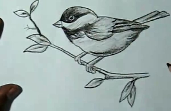 Рисование птиц для детей