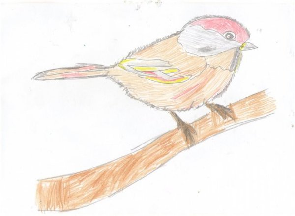 Воробей рисунок простым карандашом