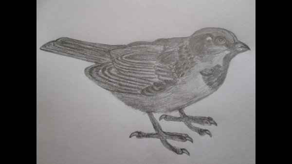 Рисунок птички легко для срисовки