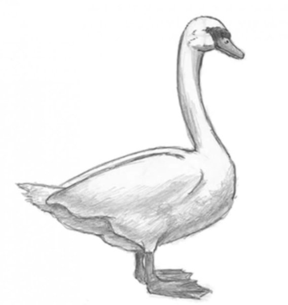 Гусь раскраска