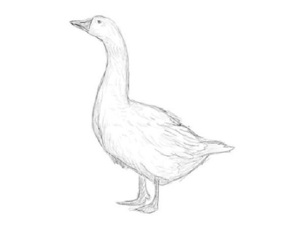 Рисунок гуся легкий