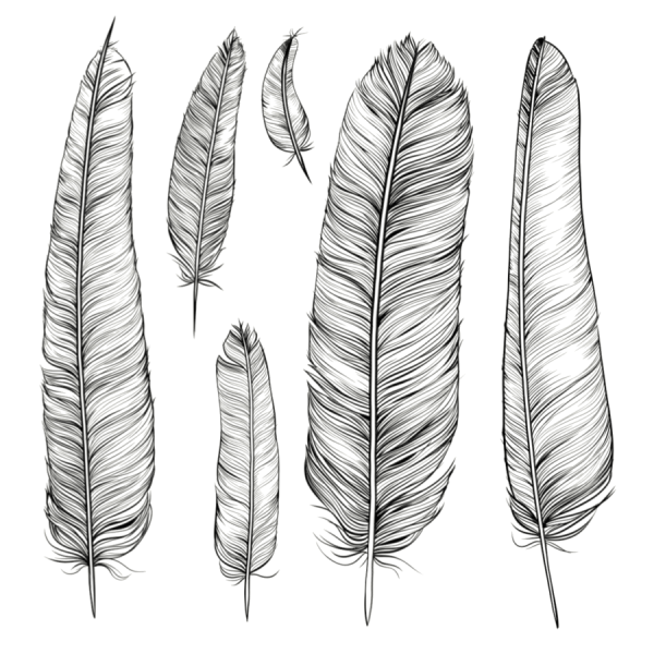 Перо птицы для рисования