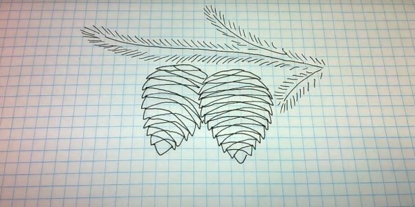 Как нарисовать шишку