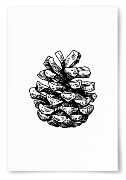 Шишка рисунок для детей карандашом