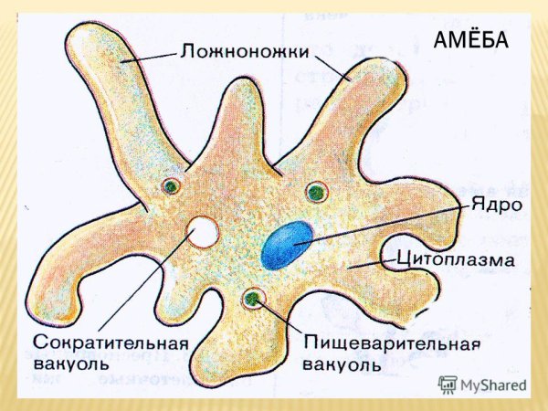 Строение амебы обыкновенной