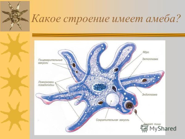 Строение клетки амебы обыкновенной