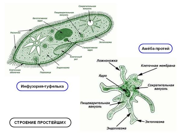 Строение клетки простейших