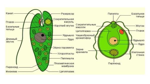 Клеточная оболочка эвглены зеленой