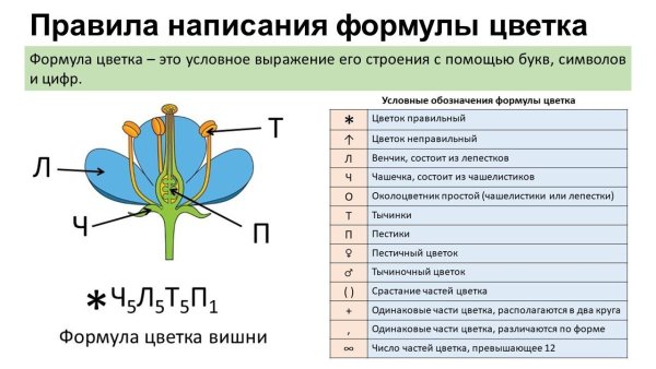 Расшифровка формулы цветка