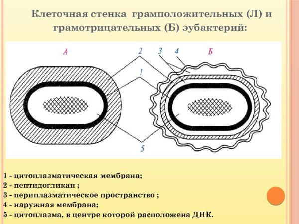 Клеточная стенка рисунок