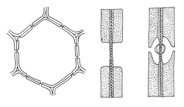 Клеточная стенка клетки