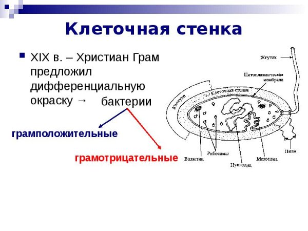 Клетка биология строение клеточная стенка