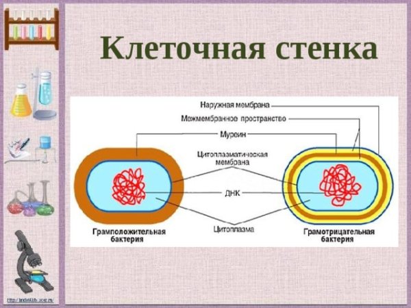 Строение целлюлозной клеточной стенки