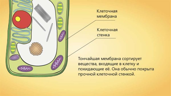 Клеточная стенка растительной клетки строение и функции