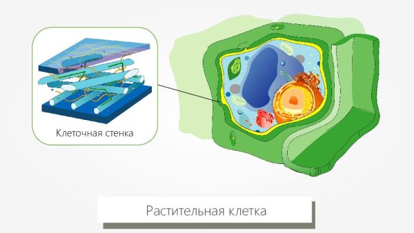 Клеточная стенка рисунок строение