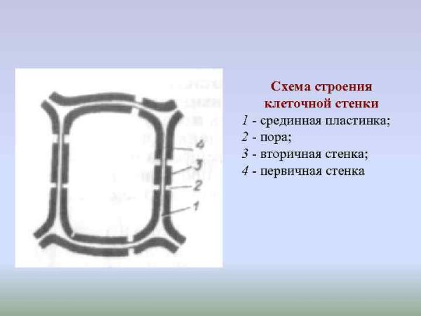 Строение целлюлозной клеточной стенки