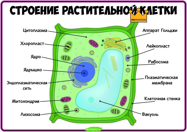 Структура растительной клетки схема